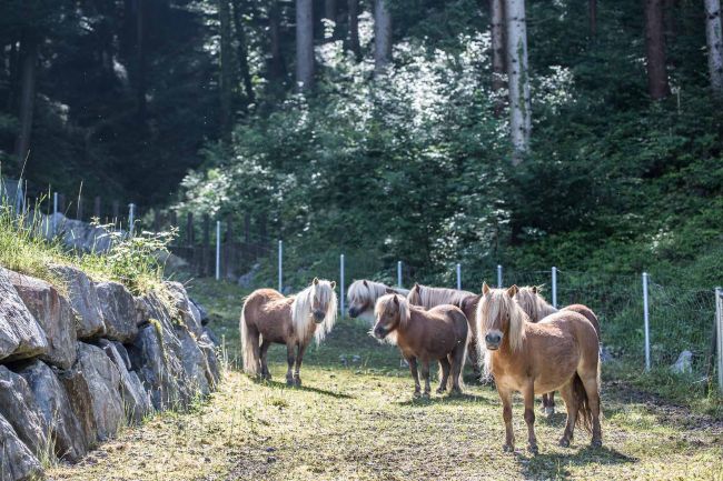 Hochwasserschutz Ippachbach:Zufahrtsweg Schotterfang mit Pferden